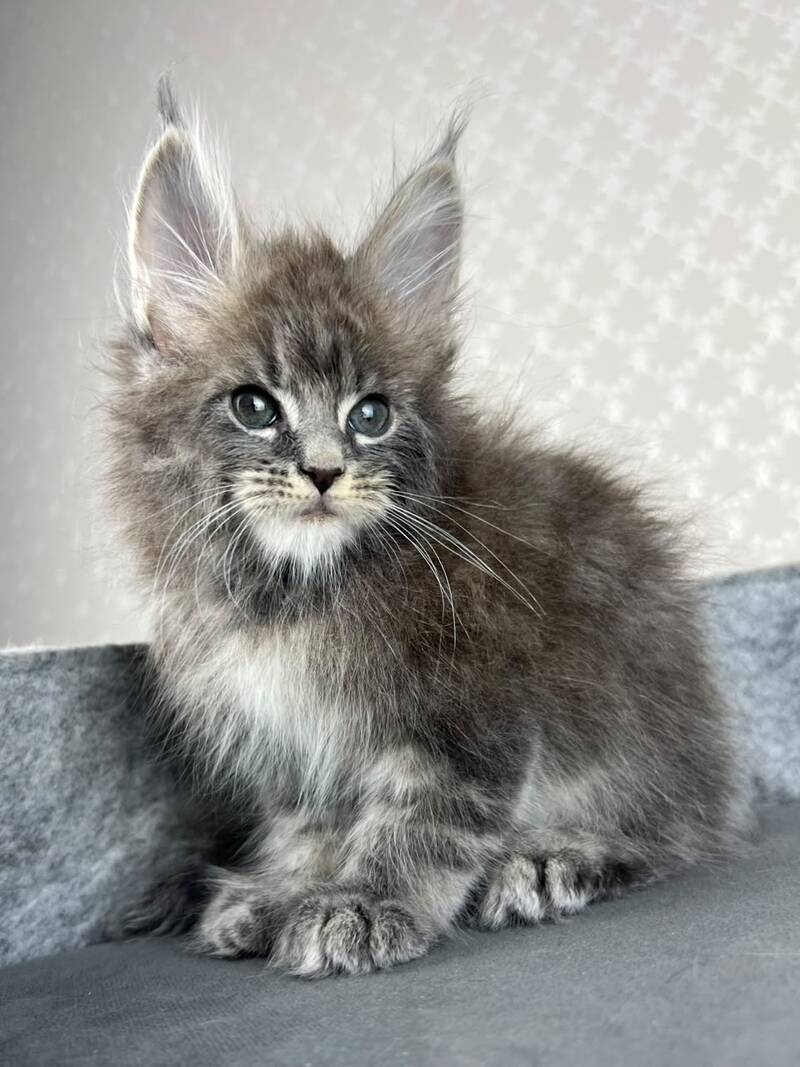 Pop Star Maine Coon male, blue tabby