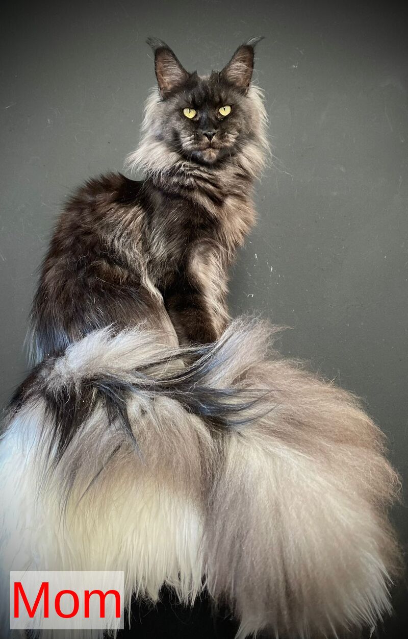 Juna Maine Coon male black silver tabby live animals