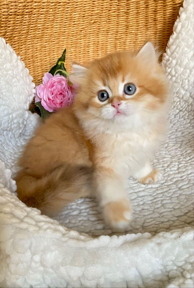 Ulesly British Longhair male, chocolate golden chinchilla