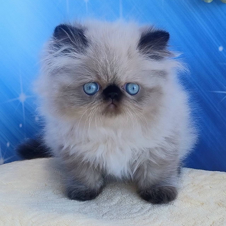 Emmi Persian female, black pointed