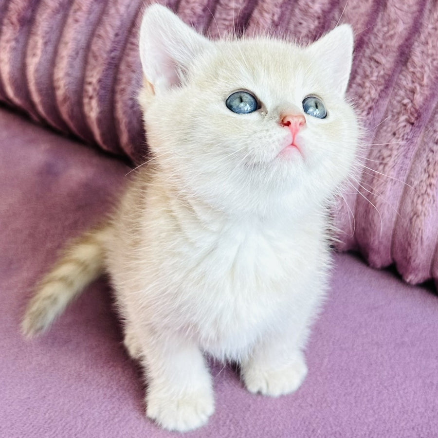Jin British Shorthair male, blue golden spotted tabby