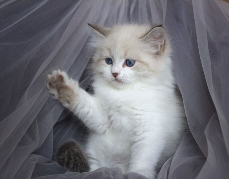 Faraon Siberian male, black bicolour tabby pointed