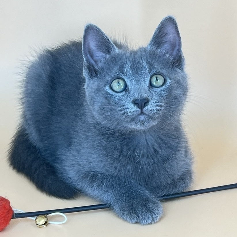 Kris Russian Blue male, blue