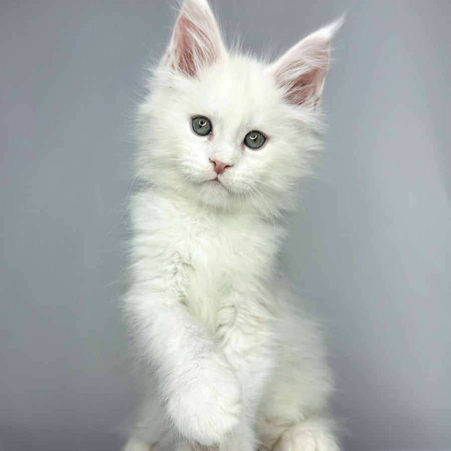 Gordey Maine Coon male, white