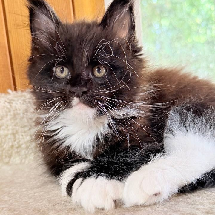 Onyx Maine Coon male, black bicolour