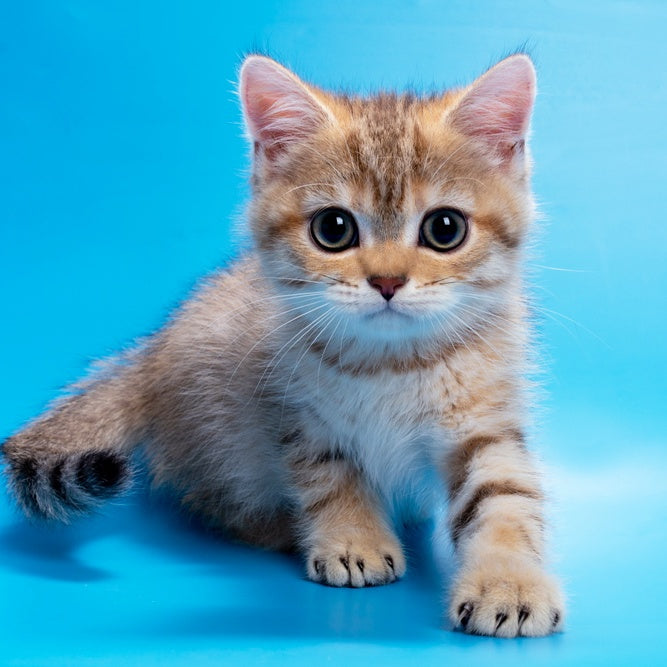 Gerd British Shorthair male, black golden spotted tabby