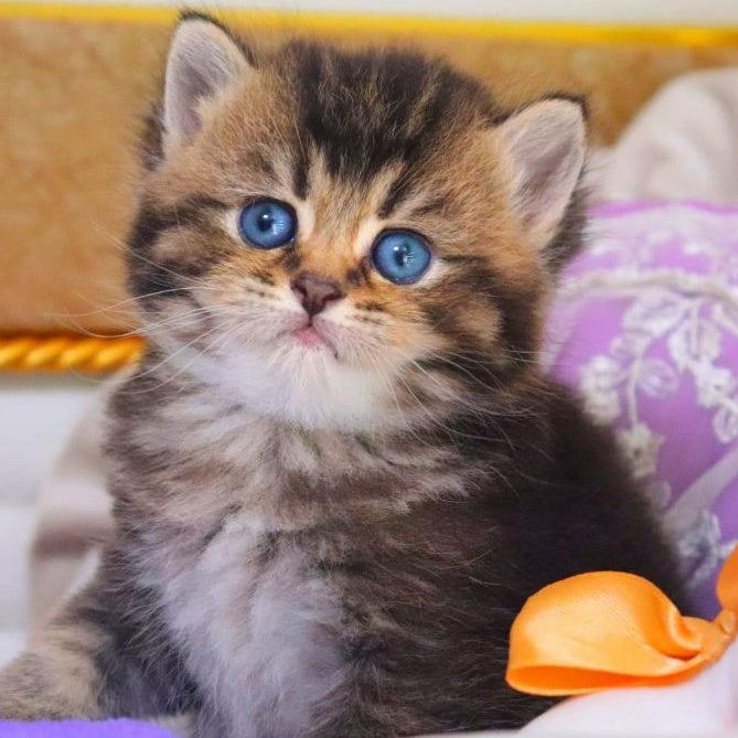 Nestor British Shorthair male, black ticked tabby