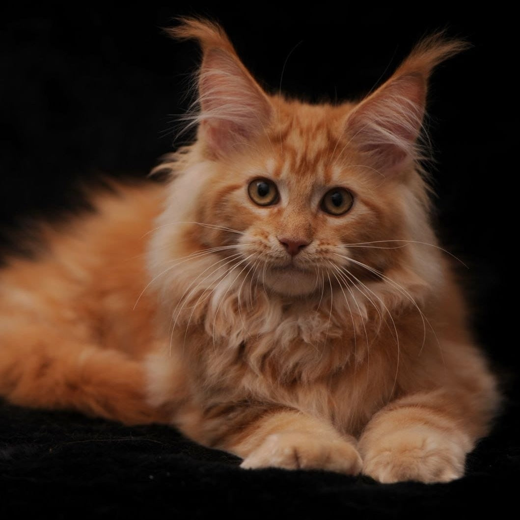 Rakel Maine Coon female, red