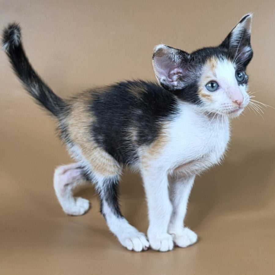 Dessert Rose Oriental Shorthair female, black tortie bicolour