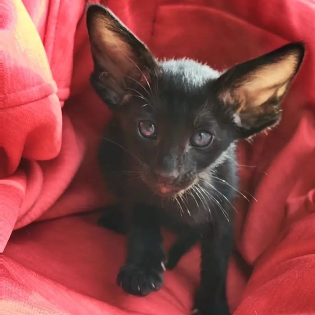 Zamir Oriental Shorthair male, black
