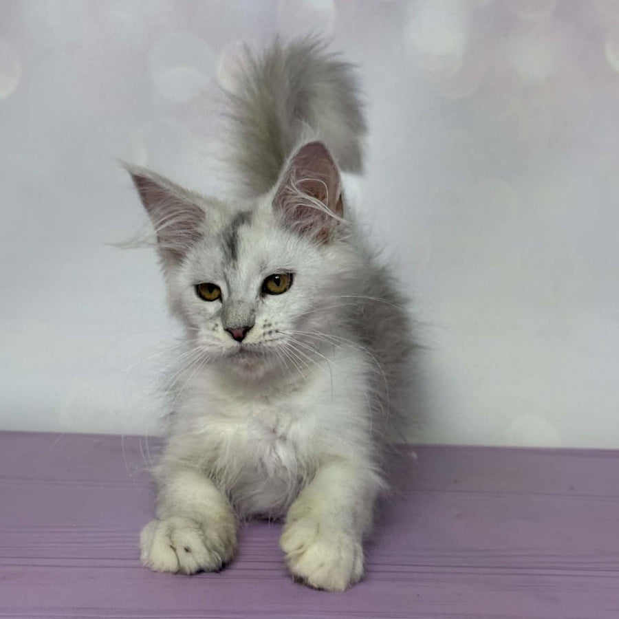 Bree Maine Coon female, black silver shaded with white