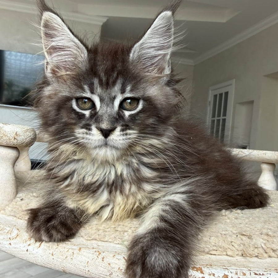 Ornela Maine Coon female, black silver tabby