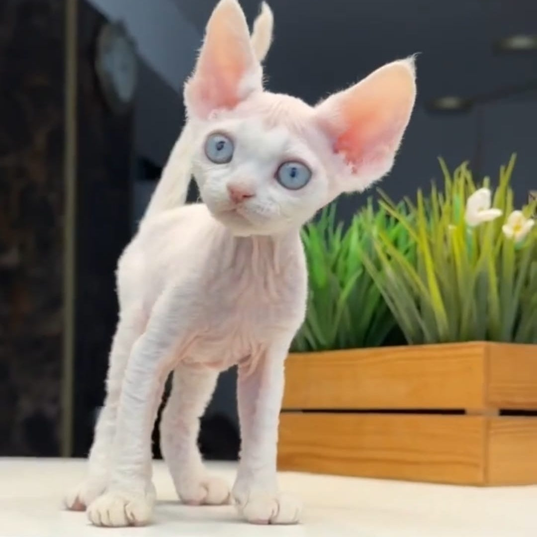 Snow Devon Rex female, white