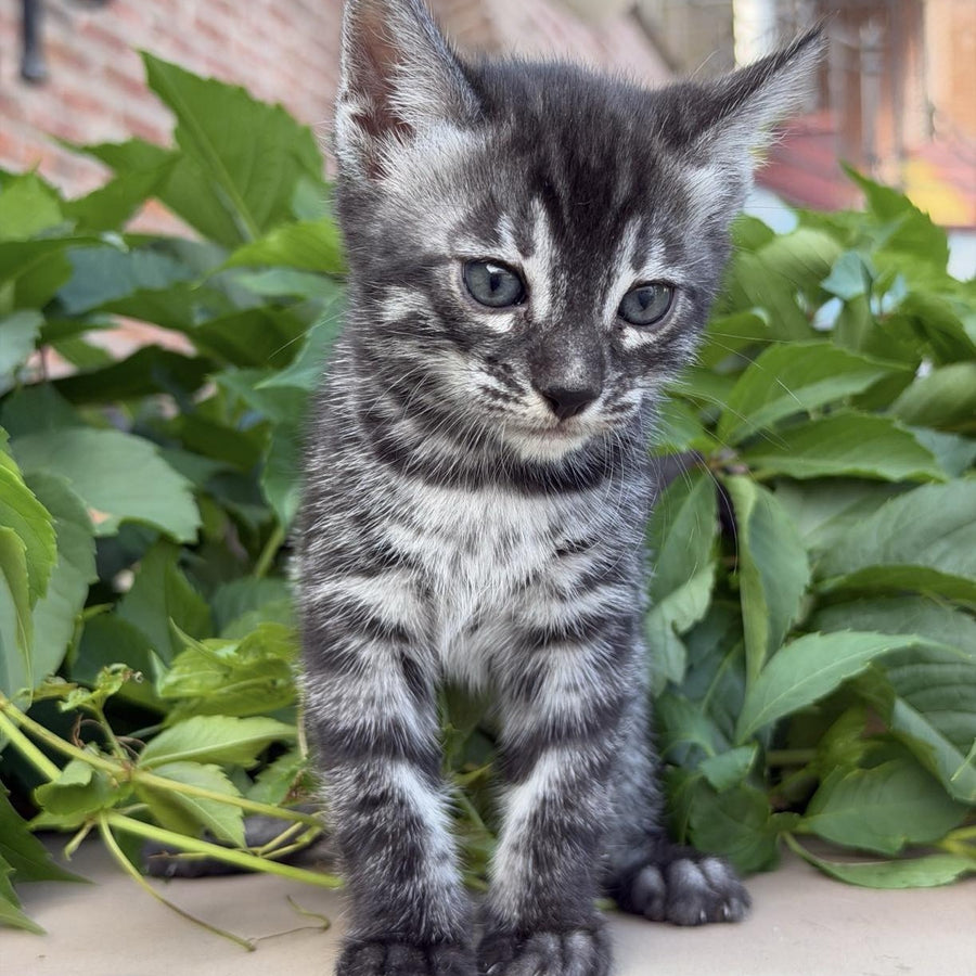Chopard Bengal male, black silver spotted tabby