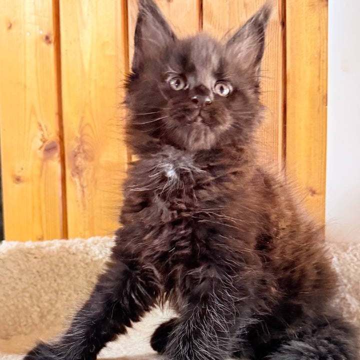 Olenna Maine Coon female, black with white