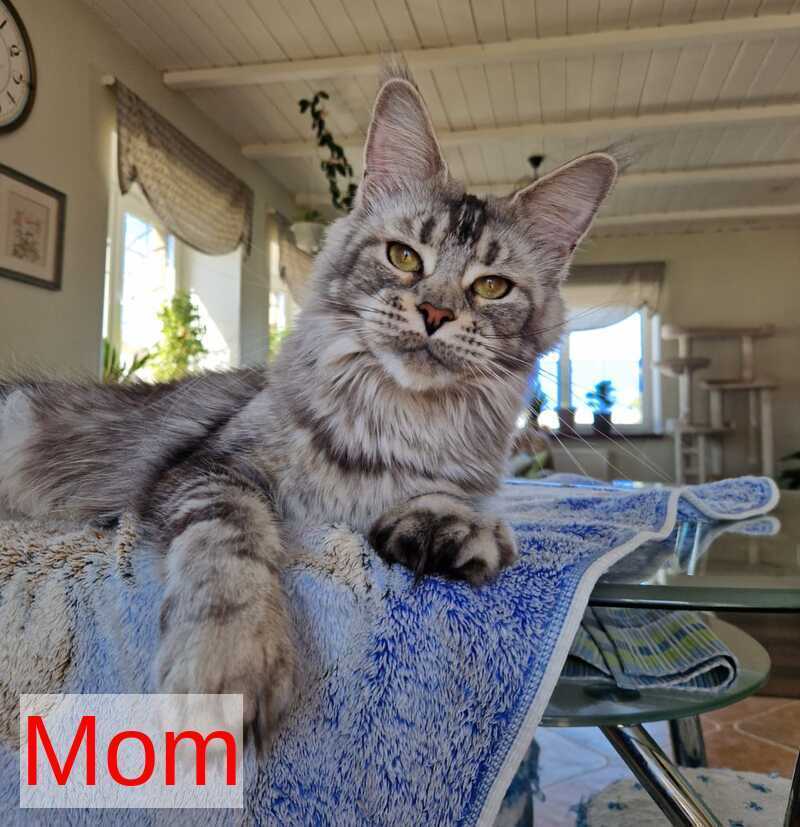 Barbariska Maine Coon female, black silver ticked tabby with white
