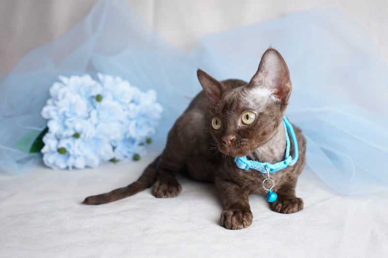 Makar Devon Rex male chocolate - live animals