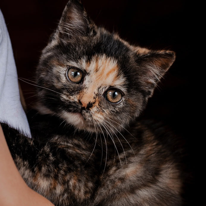 Afina British Shorthair female, black tortie
