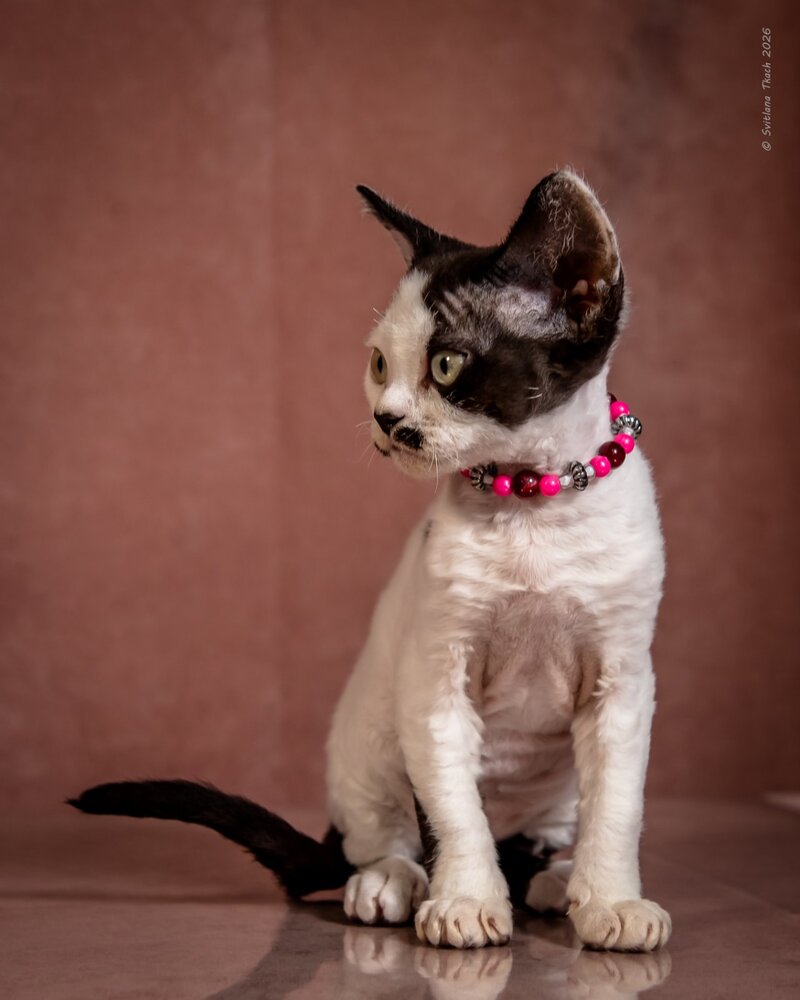 Lelya Devon Rex female, black harlequin