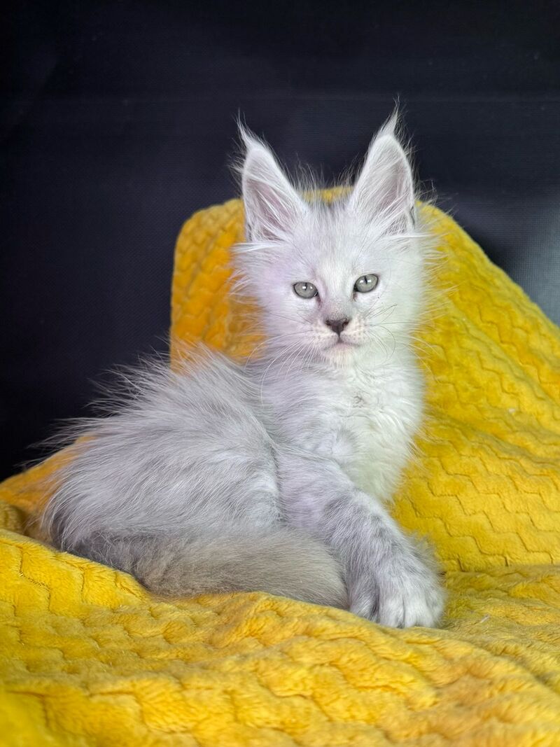 Adrian Maine Coon male black silver shaded - live animals