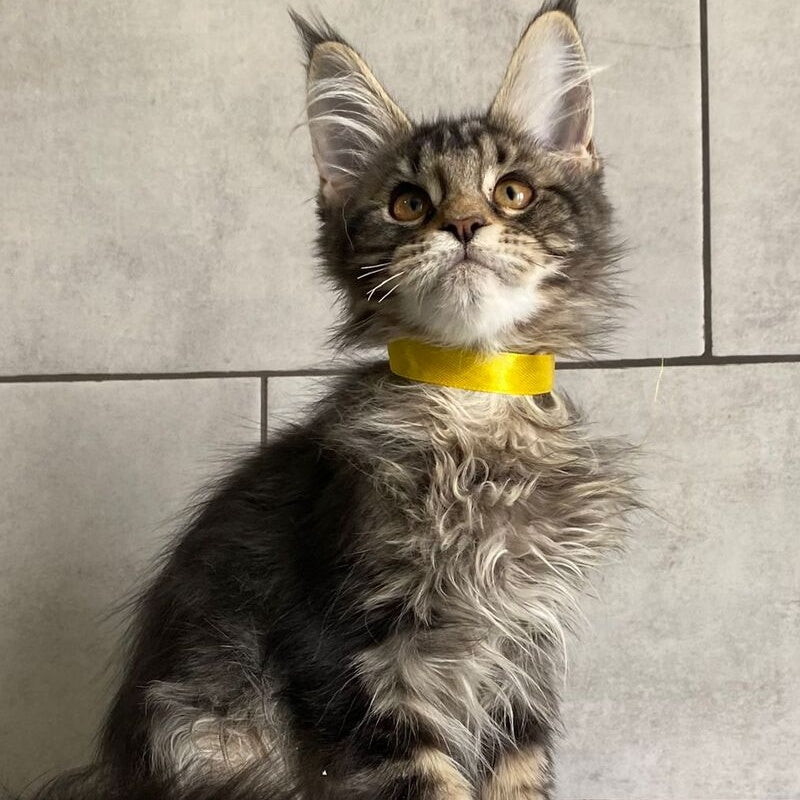 Umba Maine Coon female, black tabby