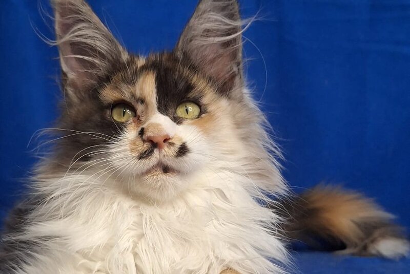 Lilit Maine Coon female, black tortie silver tabby bicolour