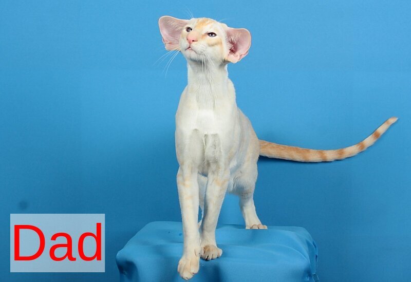 Quentin Oriental Shorthair male chocolate - live animals