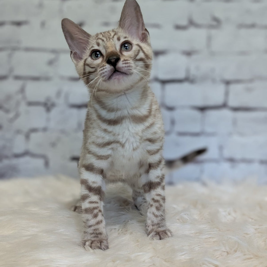 Alvin Bengal male, black silver spotted tabby pointed