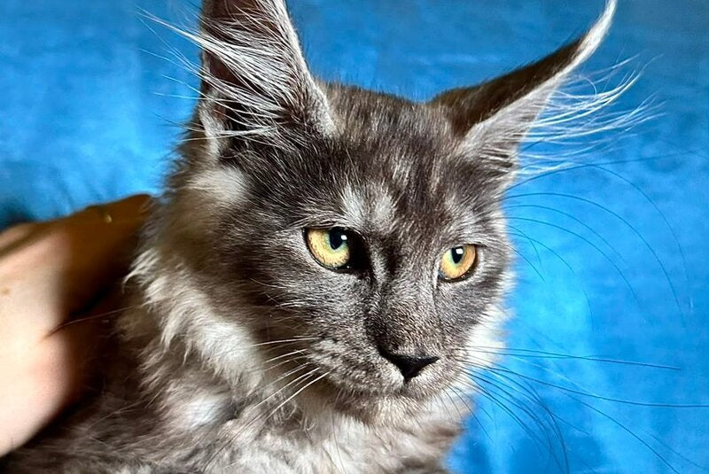 Michael Maine Coon male, black silver