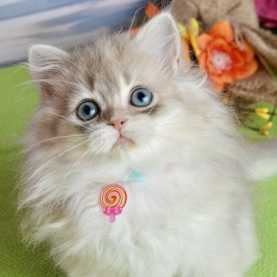 Viva Scottish Straight female, blue silver shaded