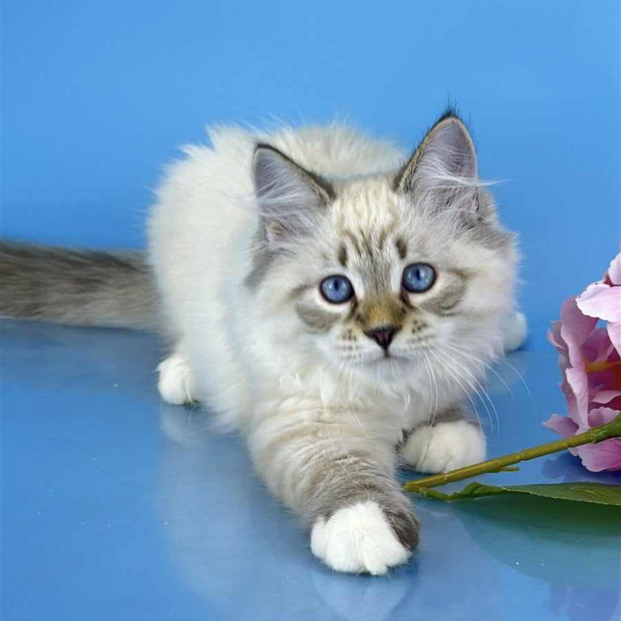 Arctic Siberian male, black tabby pointed bicolour