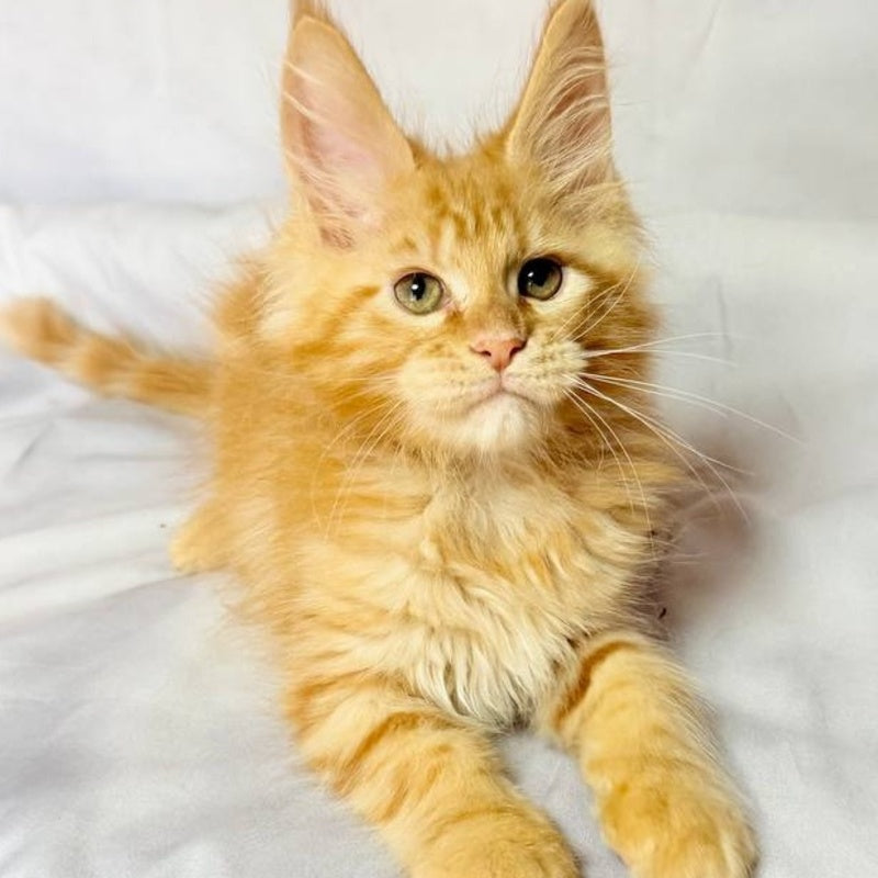 Luthor Maine Coon male, red tabby