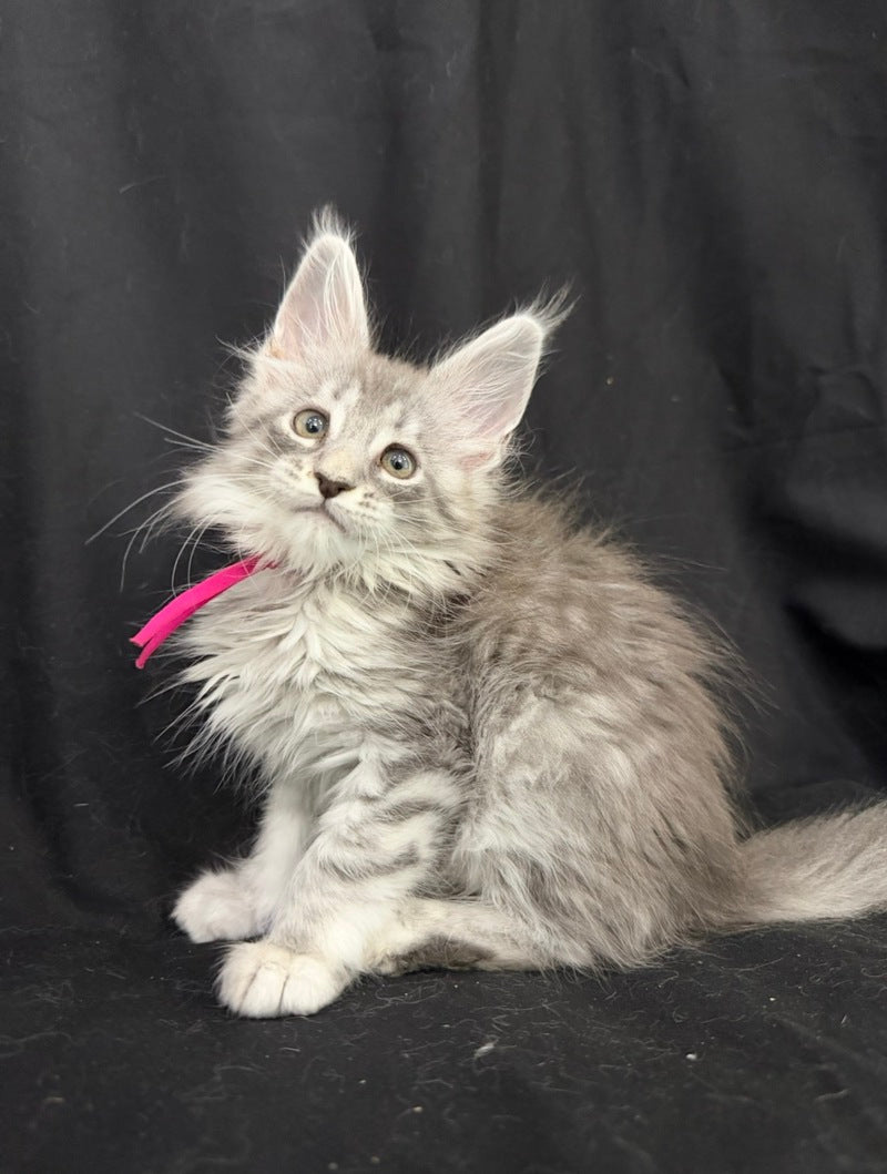Zama Maine Coon female, blue silver tabby