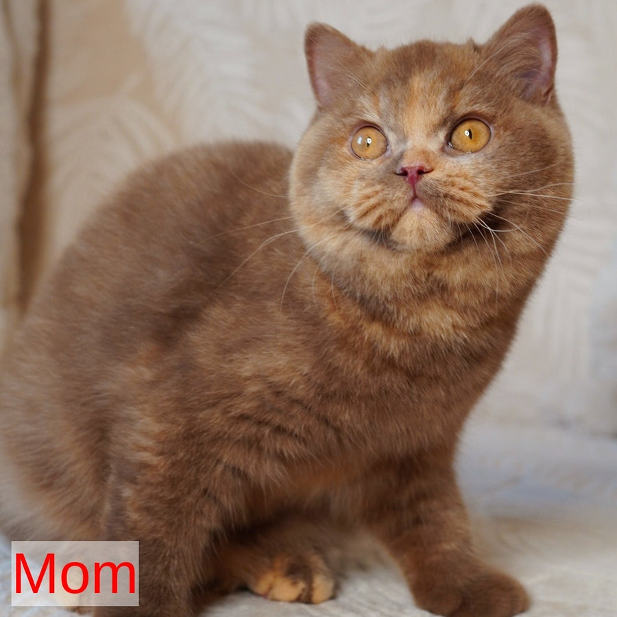 Ulysses British Shorthair male, fawn