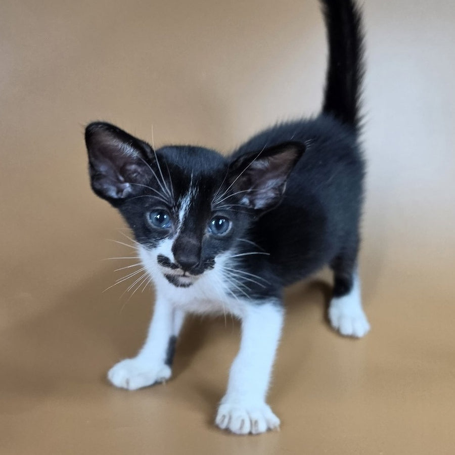 Dreamcake Oriental Shorthair female, black bicolour