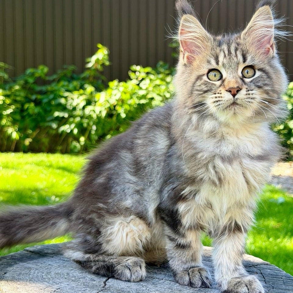 Nalla Maine Coon female, black tabby