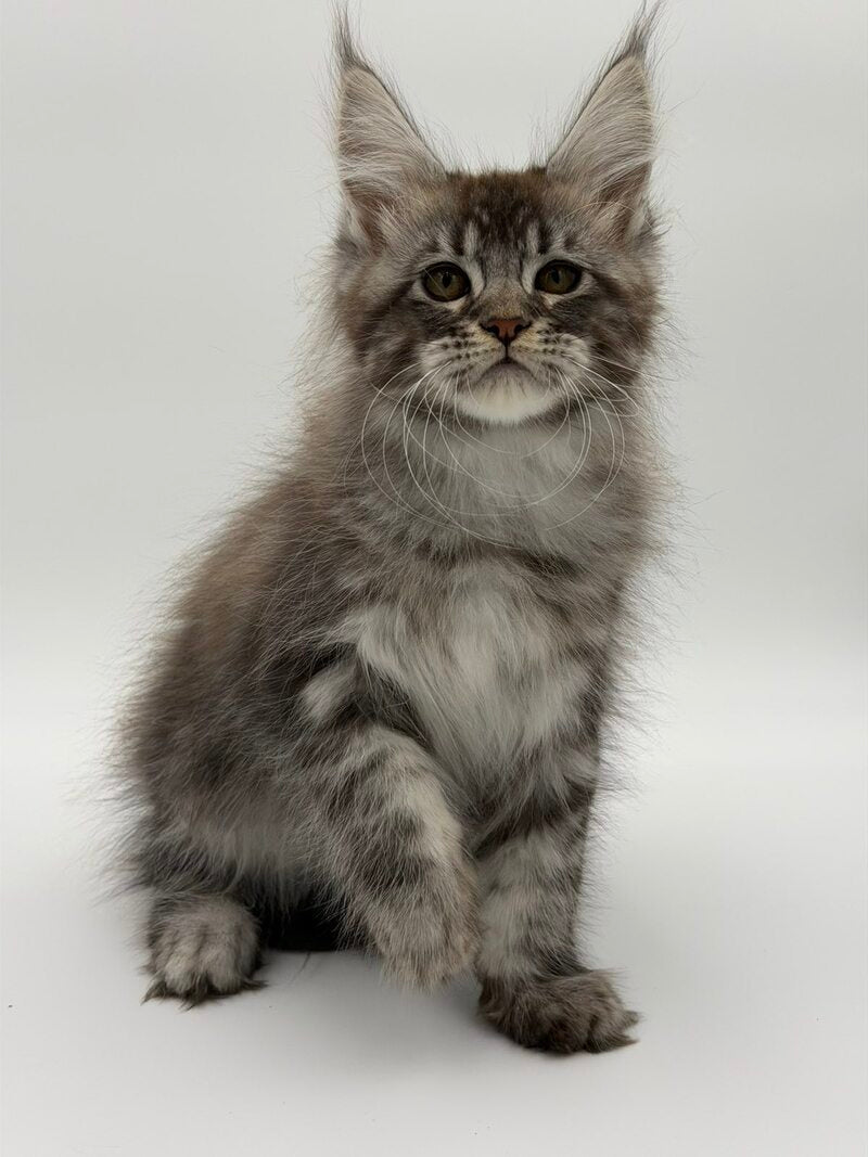 Kiss Maine Coon male black silver tabby - live animals