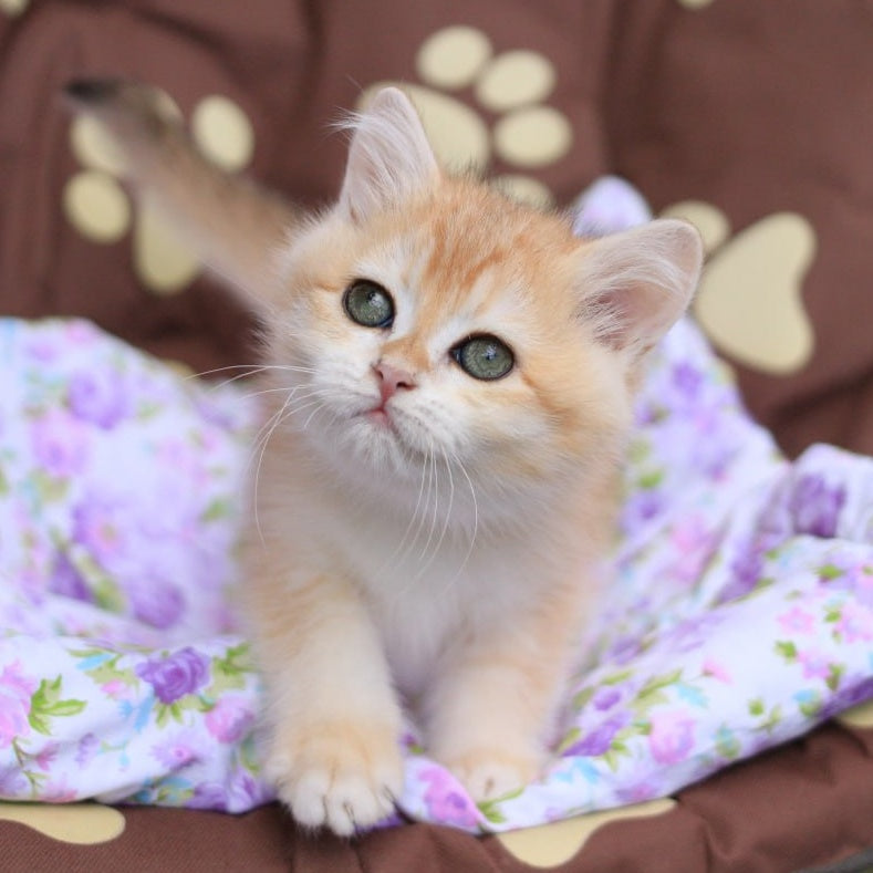 Ruby British Shorthair female, black golden chinchilla
