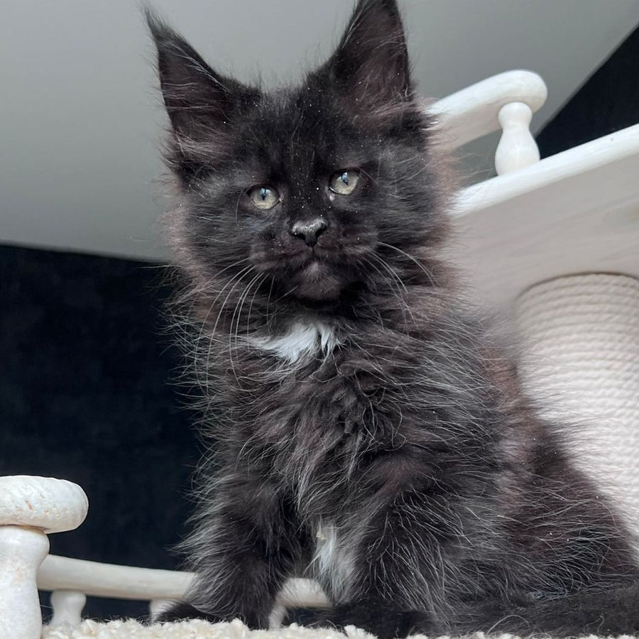Onix Maine Coon female, black with white
