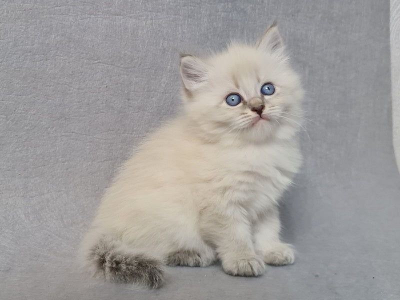 Angel Siberian male blue tabby pointed - live animals