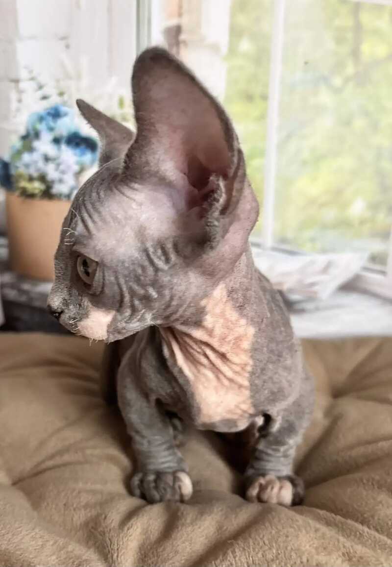 Barni Bambino male blue bicolour - live animals