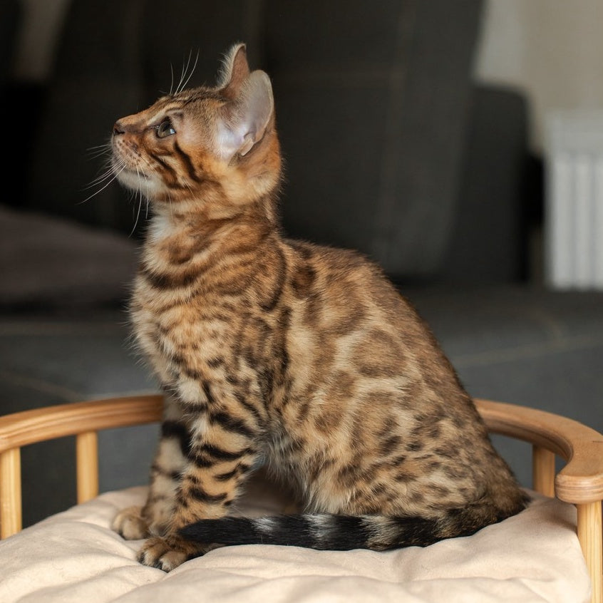 Nala Bengal female, black spotted tabby