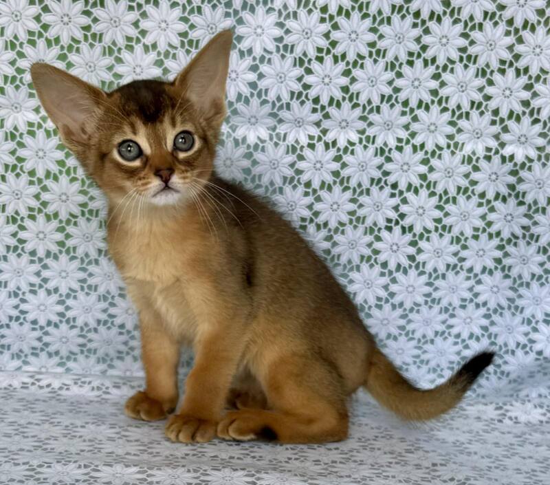 Elsie Abyssinian female ruddy - live animals
