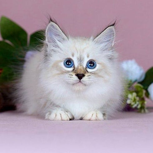 Jackson Siberian male, black with white tabby pointed