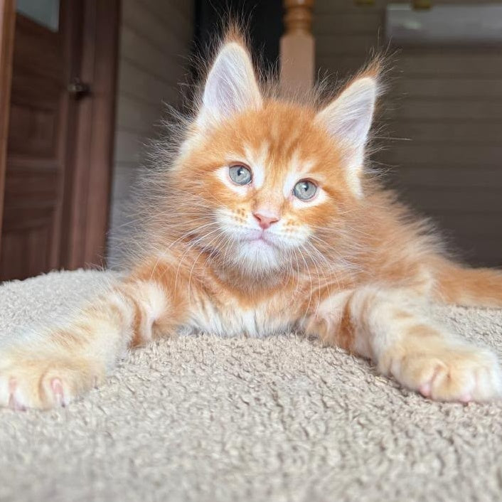 Alf Maine Coon male, red tabby with white