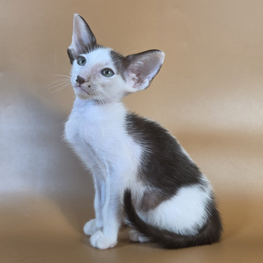 Cookie Oriental Shorthair male, chocolate van
