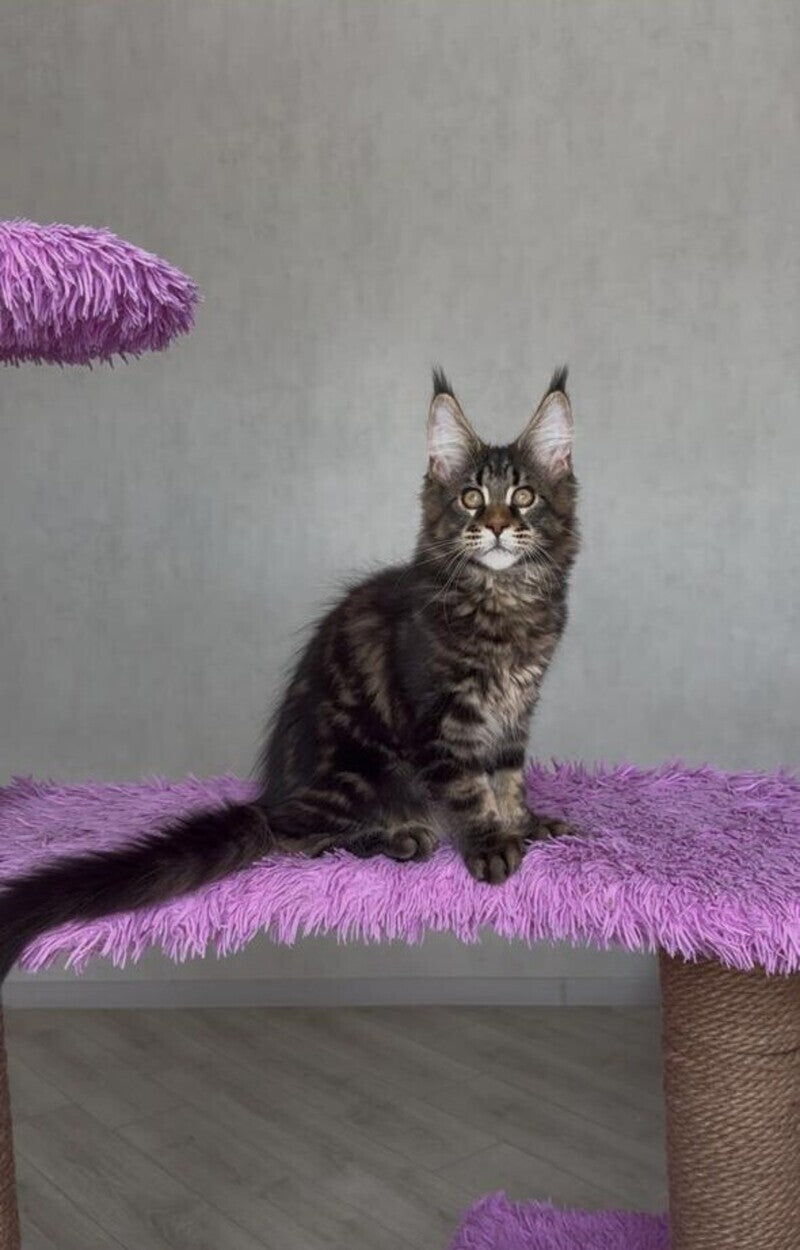 Victor Maine Coon male, black tabby