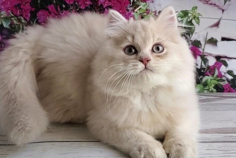 Plush British Longhair male blue golden chinchilla - live animals