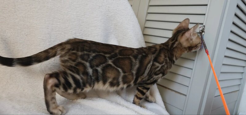 Тash Bengal male black spotted tabby - live animals