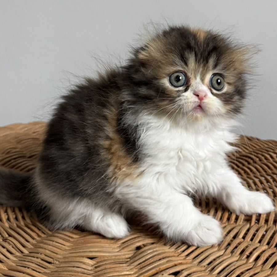 Kitty Scottish Fold female, black tortie tabby bicolour